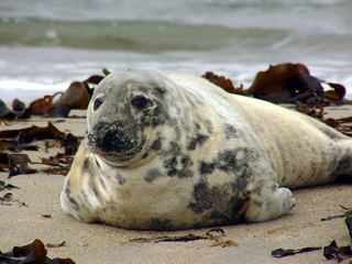 Phoque gris (Halichoerus grypus)