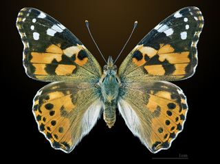 Belle-Dame (Vanessa cardui)