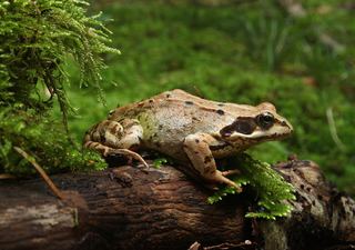 Grenouille rousse (Rana temporaria)